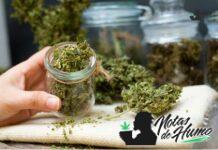 Modern Royal Highness strain
