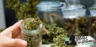 Modern Royal Highness strain