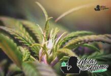 Monster Cookies strain marihuana: Opiniones y Efectos