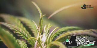 Monster Cookies strain marihuana: Opiniones y Efectos