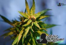 Moonbow strain marihuana: Opiniones y Efectos