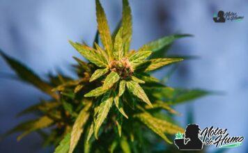 Moonbow strain marihuana: Opiniones y Efectos
