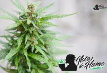 Obama Runtz strain marihuana: Opiniones y Efectos Obama Runtz strain
