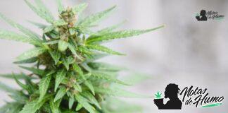 Obama Runtz strain marihuana: Opiniones y Efectos Obama Runtz strain