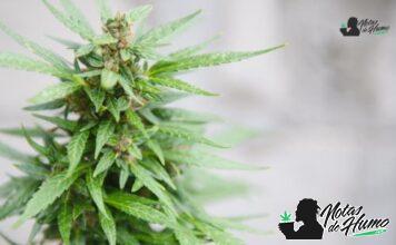 Obama Runtz strain marihuana: Opiniones y Efectos Obama Runtz strain