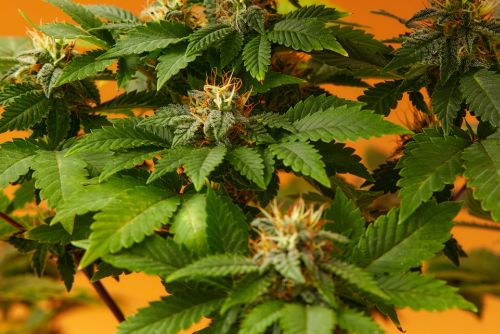 Orange Cookies strain 