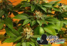 Orange Cookies strain marihuana: Opiniones y Efectos Orange Cookies strain