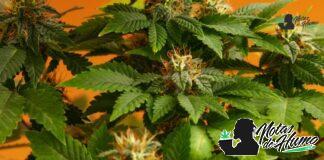 Orange Cookies strain marihuana: Opiniones y Efectos Orange Cookies strain