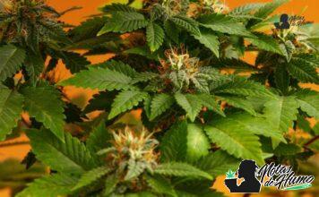 Orange Cookies strain marihuana: Opiniones y Efectos Orange Cookies strain