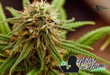 Orange Crush strain marihuana: Origen y Efectos Orange Crush strain