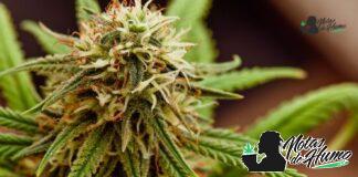 Orange Crush strain marihuana: Origen y Efectos Orange Crush strain