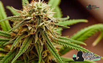 Orange Crush strain