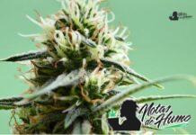 Oreo Blizzy strain marihuana: Opiniones y Efectos Oreo Blizzy strain