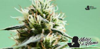 Oreo Blizzy strain marihuana: Opiniones y Efectos Oreo Blizzy strain