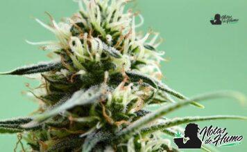 Oreo Blizzy strain marihuana: Opiniones y Efectos Oreo Blizzy strain