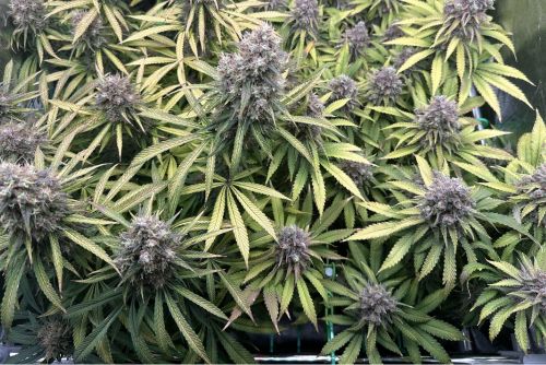 Peaches and Cream strain