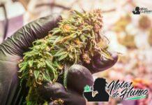 Peaches and Cream strain marihuana: Opiniones y Efectos