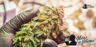 Peaches and Cream strain marihuana: Opiniones y Efectos