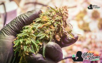 Peaches and Cream strain marihuana: Opiniones y Efectos