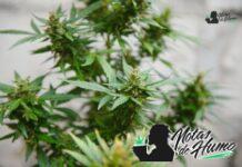 Pink Panties strain marihuana: Opiniones y Efectos Pink Panties strain
