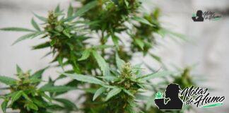 Pink Panties strain marihuana: Opiniones y Efectos Pink Panties strain