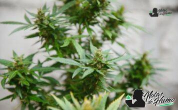 Pink Panties strain marihuana: Opiniones y Efectos Pink Panties strain