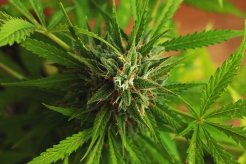 Platinum Cookies strain