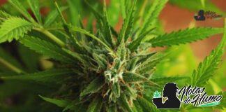 Platinum Cookies strain marihuana: Opiniones y Efectos Platinum Cookies strain