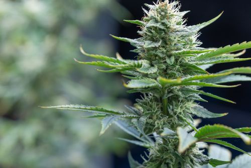 Platinum OG strain