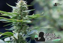 Platinum OG strain marihuana: Opiniones y Efectos Platinum OG strain
