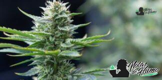 Platinum OG strain marihuana: Opiniones y Efectos Platinum OG strain
