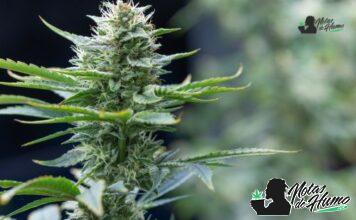 Platinum OG strain