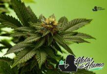 Pluto strain marihuana: Opiniones y Efectos