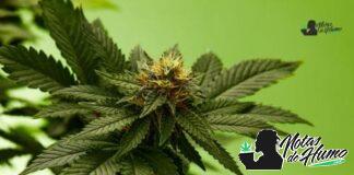 Pluto strain marihuana: Opiniones y Efectos