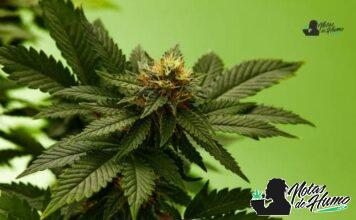 Pluto strain marihuana: Opiniones y Efectos