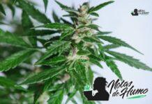 Point Break strain