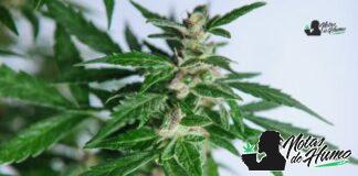 Point Break strain marihuana: Opiniones y Efectos Point Break strain