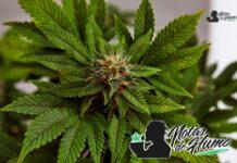 Pop Rox strain marihuana: Opiniones y Efectos Pop Rox strain