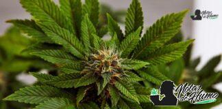 Pop Rox strain marihuana: Opiniones y Efectos Pop Rox strain