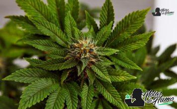 Pop Rox strain marihuana: Opiniones y Efectos Pop Rox strain