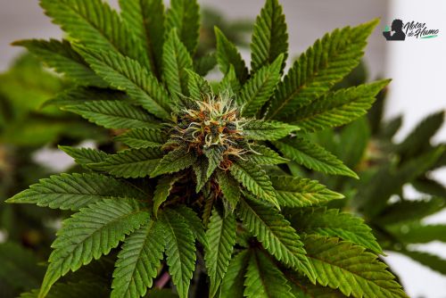 Pop Rocks Strraim Pop Rox strain marihuana: Opiniones y Efectos REALES