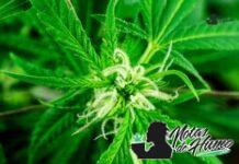 Atomic Apple strain: Opiniones y Efectos Atomic Apple strain