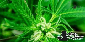 Atomic Apple strain: Opiniones y Efectos Atomic Apple strain