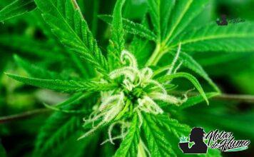 Atomic Apple strain