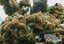 Purple Octane strain marihuana: Opiniones y Efectos