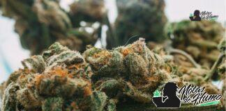 Purple Octane strain marihuana: Opiniones y Efectos