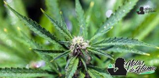 Red Runtz strain marihuana: Opiniones y Efectos Red Runtz strain