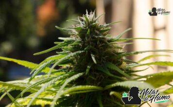 Sherbet Cake strain marihuana: Opiniones y Efectos Sherbet Cake strain