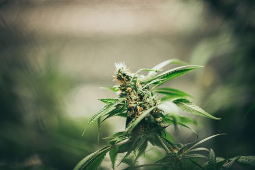 Silver Haze strain