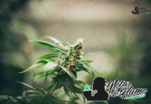 Silver Haze strain